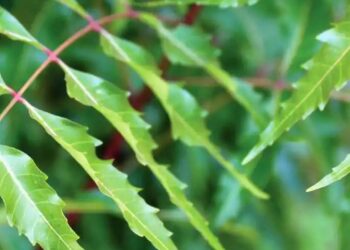 गुडीपाडव्याला कडुनिंब खातात,, त्याचे शास्त्रीय महत्व काय..? नेमका किती खावा कडुनिंब.