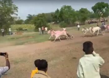 पलूसमध्ये शर्यतीतील बैलगाड्या भरकटल्या, तिघांच्या अंगावरून गेल्या