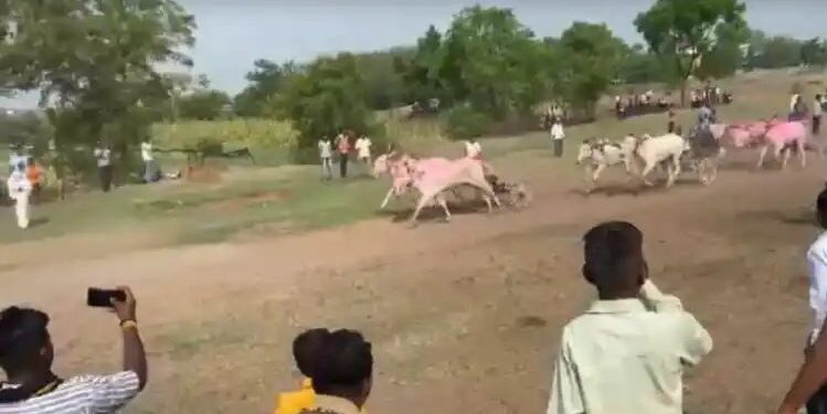 पलूसमध्ये शर्यतीतील बैलगाड्या भरकटल्या, तिघांच्या अंगावरून गेल्या