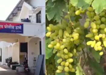 सांगलीतील द्राक्ष उत्पादक शेतकऱ्याची ३१ लाखाची फसवणूक…