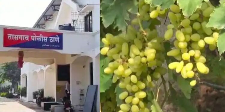 सांगलीतील द्राक्ष उत्पादक शेतकऱ्याची ३१ लाखाची फसवणूक…