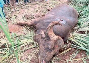 पन्हाळा : दोन गव्यांच्या झुंजीत एकाचा मृत्यू