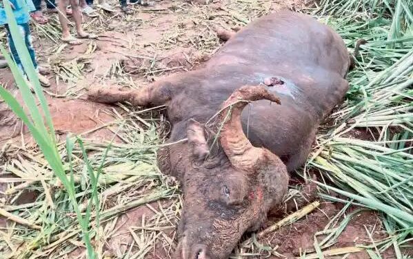 पन्हाळा : दोन गव्यांच्या झुंजीत एकाचा मृत्यू