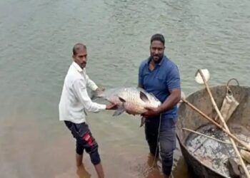 कृष्णेत सापडला तब्बल ३५ किलोचा मासा ; पाहण्यासाठी मोठी गर्दी…