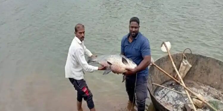 कृष्णेत सापडला तब्बल ३५ किलोचा मासा ; पाहण्यासाठी मोठी गर्दी…
