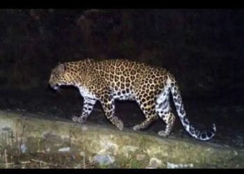 सांगली मिरजेपासून काही अंतरावर बिबट्या..?वनखात्याकडून शोध सुरू…