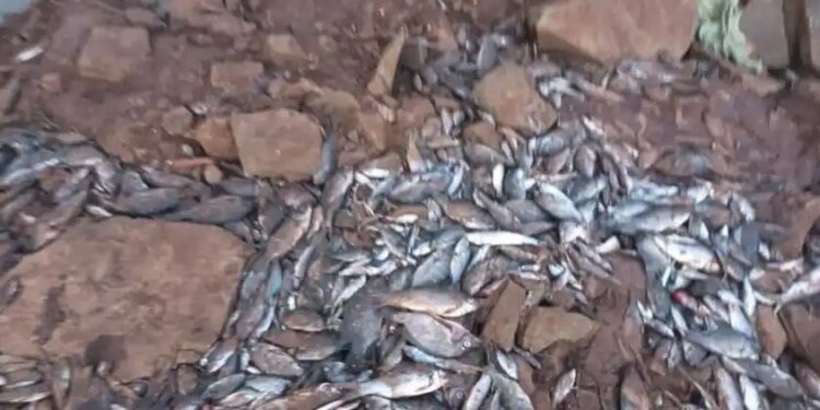 पंचगंगा नदीत मृत मासे ; इचलकरंजी नगरपालिकेच्या मुख्याधिकाऱ्यांना कारणे दाखवा नोटीस…