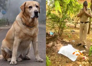 सांगली : पोलीस दलातून निवृत्त झालेल्या ‘मार्शल’ श्वानाचे निधन