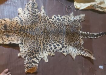 मिरज | बिबट्याच्या कातड्याची तस्करी , पोलिसांसमोर करायला गेला कायद्याची मस्करी..? गांधी चौक पोलिसांनी आवळल्या मुसक्या..!