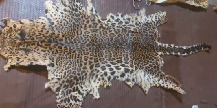 मिरज | बिबट्याच्या कातड्याची तस्करी , पोलिसांसमोर करायला गेला कायद्याची मस्करी..? गांधी चौक पोलिसांनी आवळल्या मुसक्या..!