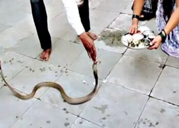 जिवंत नागाची पूजा करून व्हिडीओ सोशल मीडियावर..? मिरज तालुक्यातील एकावर गुन्हा दाखल..