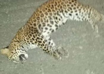 नेर्लेत वाहनाच्या धडकेत बिबट्या ठार : महामार्गावरील घटना : वर्षात चारवेळा घडला प्रकार..