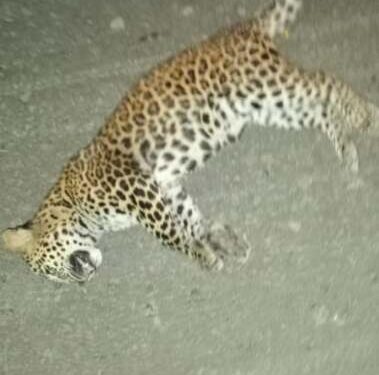 नेर्लेत वाहनाच्या धडकेत बिबट्या ठार : महामार्गावरील घटना : वर्षात चारवेळा घडला प्रकार..