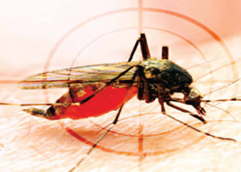 विश्रामबाग परिसरात डेंगूची साथ