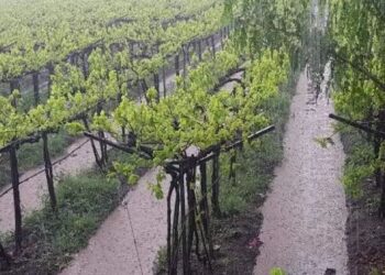 सांगली मिरजेसह चार तालुक्यांना अवकाळी पावसाचा तडाखा , द्राक्ष बागायतदार चिंतेत..