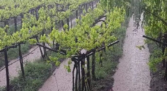 सांगली मिरजेसह चार तालुक्यांना अवकाळी पावसाचा तडाखा , द्राक्ष बागायतदार चिंतेत..