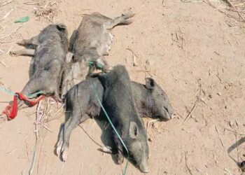 आष्टात संसर्गजन्य रोगाने दीड हजार डुकरांचा मृत्यू ; कुत्री पिसळण्याचा धोका : स्वच्छता मोहिमेची मागणी.