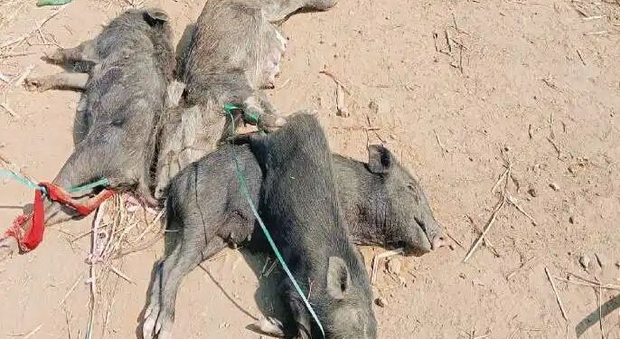 आष्टात संसर्गजन्य रोगाने दीड हजार डुकरांचा मृत्यू ; कुत्री पिसळण्याचा धोका : स्वच्छता मोहिमेची मागणी.