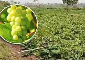 वाऱ्याने द्राक्षबाग भुईसपाट ; पंधरा लाखांचे नुकसान.