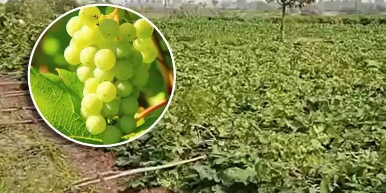 वाऱ्याने द्राक्षबाग भुईसपाट ; पंधरा लाखांचे नुकसान.