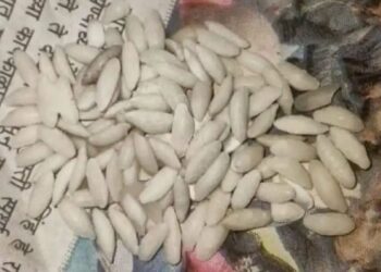 रेशनच्या तांदळात आढळला चक्क प्लास्टिक तांदूळ ; इचलकरंजीत उघडकीस आला प्रकार..!