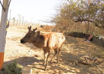 दंडोबा परिसरात आढळले आजारी सांबर