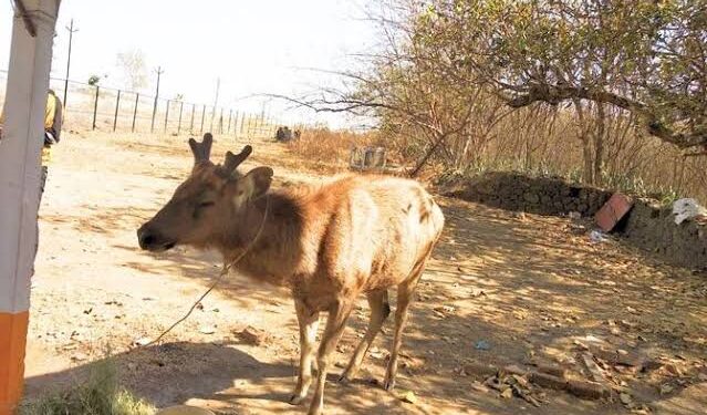 दंडोबा परिसरात आढळले आजारी सांबर
