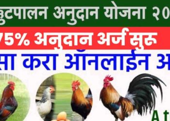 कुक्कुटपालन करण्यासाठी सरकार देणार 75% अनुदान.. पहा कसा करायचा अर्ज