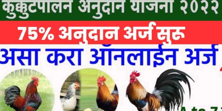 कुक्कुटपालन करण्यासाठी सरकार देणार 75% अनुदान.. पहा कसा करायचा अर्ज