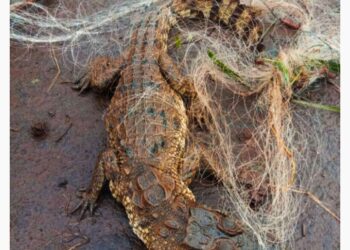 मासेमारीच्या जाळ्यात सापडले मगरीचे पिल्लू.