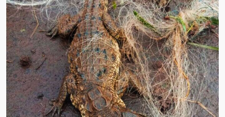 मासेमारीच्या जाळ्यात सापडले मगरीचे पिल्लू.