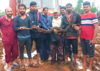 जळावू लाकडाच्या ट्रकमधून अजगराची सवारी