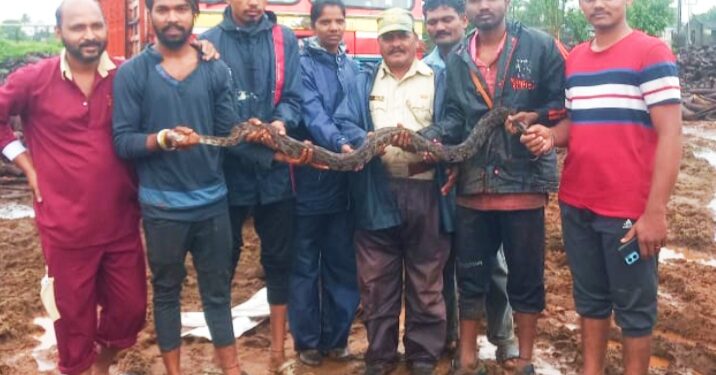 जळावू लाकडाच्या ट्रकमधून अजगराची सवारी