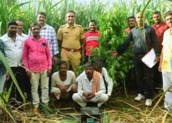 एपीआय शिंदेंचा दणका : संखमध्ये ऊसाच्या शेतात गांजाची लागवड; सव्वा लाखांचा मुद्देमाल जप्त