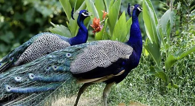 मिरजेत नागरी वस्तीत मोराचा मृत्यू; वन विभागाकडून उत्तरीय तपासणी