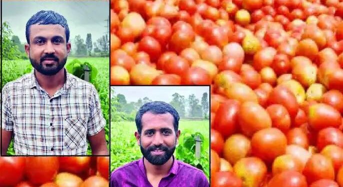 मिरज | टोमॅटोने केले लखपती.! तीस गुंठ्यांत चक्क दहा लाख..!