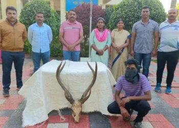 पलूसमध्ये हरणाच्या शिंगाची तस्करी; एकजण ताब्यात