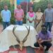 पलूसमध्ये हरणाच्या शिंगाची तस्करी; एकजण ताब्यात