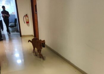 मंत्रालयातील कुत्र्यांनी करायचे काय?