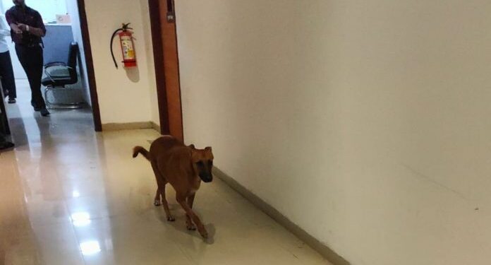 मंत्रालयातील कुत्र्यांनी करायचे काय?