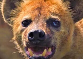 ब्रेकिंग | तरसाच्या धडकेत वाळेखिंडी येथील युवक जखमी