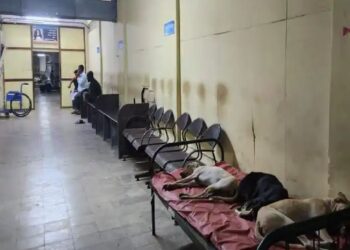 मिरज सिव्हिलमधील खाटांवर चक्क कुत्र्यांचा मुक्काम, रोहित पवार यांची आरोग्यमंत्र्यांवर टीका..