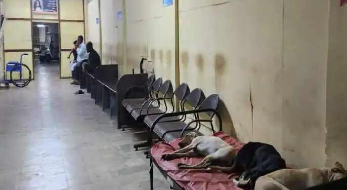 मिरज सिव्हिलमधील खाटांवर चक्क कुत्र्यांचा मुक्काम, रोहित पवार यांची आरोग्यमंत्र्यांवर टीका..