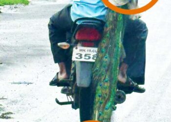 वनविभागाच्या निष्काळजी मानवांनी मोराला रस्त्यावरून फरफटत नेले..! पक्षीप्रेमी असल्याचा आव आणणारे आता कुठे गेले..?