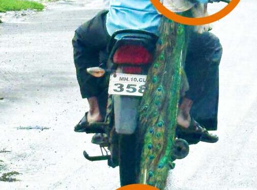 वनविभागाच्या निष्काळजी मानवांनी मोराला रस्त्यावरून फरफटत नेले..! पक्षीप्रेमी असल्याचा आव आणणारे आता कुठे गेले..?