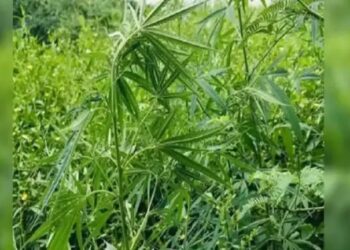 गांजा लागवड व विक्रीप्रकरणी दोघे पोलिसांच्या ताब्यात