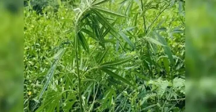 गांजा लागवड व विक्रीप्रकरणी दोघे पोलिसांच्या ताब्यात