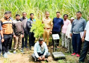 सांगली | “त्या”ने केली ऊसाच्या शेतात गांजाची लागवड, ७८ किलो गांजा जप्त करीत पोलिसांची मोठी कारवाई..!