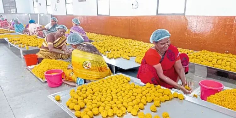 कार्तिकी यात्रेसाठी प्रसादाचे १० लाख लाडू