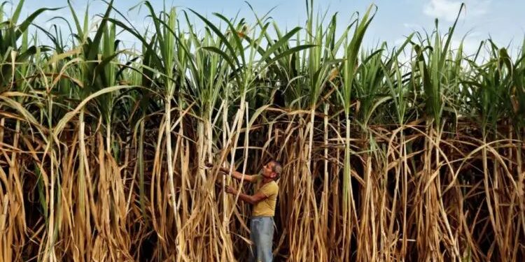 सांगली | उसाला पहिली उचल ३१०० रुपये जाहीर